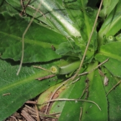 Solenogyne gunnii at Top Hut TSR - 11 Dec 2023