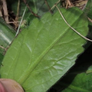 Solenogyne gunnii at Top Hut TSR - 11 Dec 2023