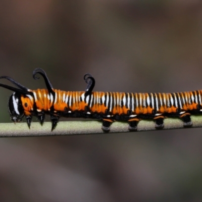 Euploea corinna (Common Crow Butterfly, Oleander Butterfly) at Capalaba, QLD - 11 Jan 2024 by TimL