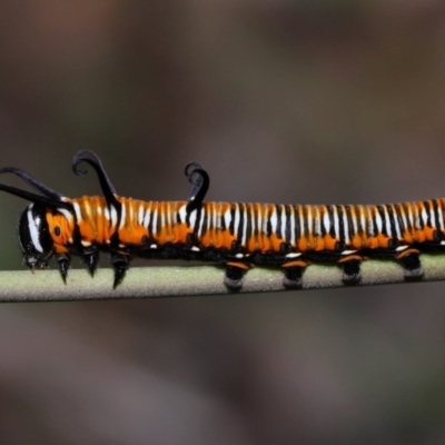 Unidentified Nymph (Nymphalidae) at Capalaba, QLD - 11 Jan 2024 by TimL