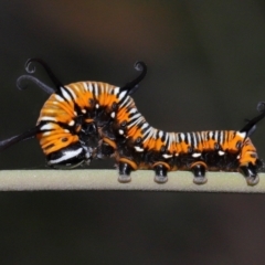 Euploea corinna at Capalaba, QLD - 11 Jan 2024 12:03 PM