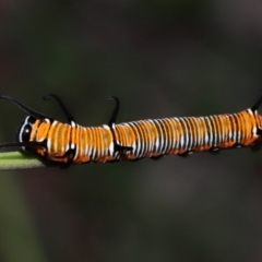 Euploea corinna at Capalaba, QLD - 11 Jan 2024 12:03 PM