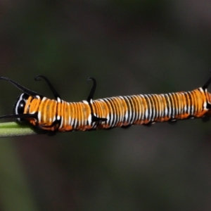 Euploea corinna at Capalaba, QLD - 11 Jan 2024 12:03 PM