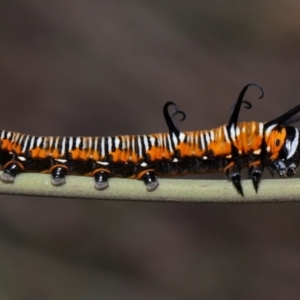 Euploea corinna at Capalaba, QLD - 11 Jan 2024 12:03 PM