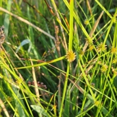 Cyperus sphaeroideus (Scented Sedge) at Weetangera, ACT - 10 Jan 2024 by sangio7