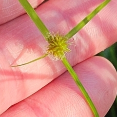 Cyperus sphaeroideus at The Pinnacle - 11 Jan 2024