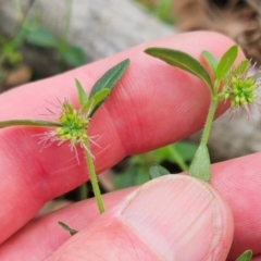 Opercularia hispida at The Pinnacle - 11 Jan 2024