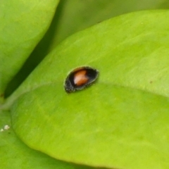 Diomus notescens (Little two-spotted ladybird) at Braemar, NSW - 11 Jan 2024 by Curiosity