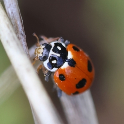 Hippodamia variegata (Spotted Amber Ladybird) at Red Hill to Yarralumla Creek - 11 Jan 2024 by LisaH