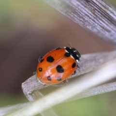 Hippodamia variegata at Undefined Area - 11 Jan 2024 01:25 PM