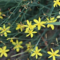 Tricoryne elatior (Yellow Rush Lily) at Red Hill to Yarralumla Creek - 11 Jan 2024 by LisaH