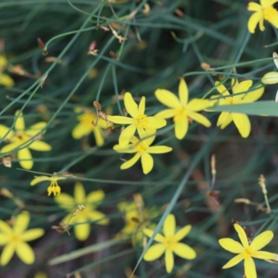 Tricoryne elatior (Yellow Rush Lily) at Red Hill to Yarralumla Creek - 11 Jan 2024 by LisaH