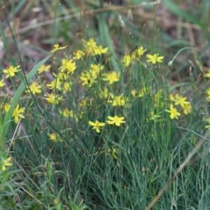 Tricoryne elatior at Hughes Grassy Woodland - 11 Jan 2024