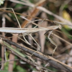 Archimantis sp. (genus) at Hughes Grassy Woodland - 11 Jan 2024 by LisaH