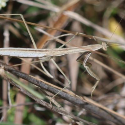 Archimantis sp. (genus) at Red Hill to Yarralumla Creek - 11 Jan 2024 by LisaH