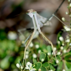 Mantidae (family) adult or nymph at Red Hill to Yarralumla Creek - 11 Jan 2024