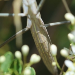 Mantidae (family) adult or nymph at Red Hill to Yarralumla Creek - 11 Jan 2024