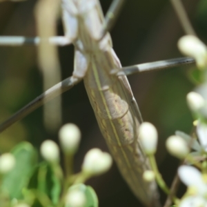 Mantidae (family) adult or nymph at Red Hill to Yarralumla Creek - 11 Jan 2024