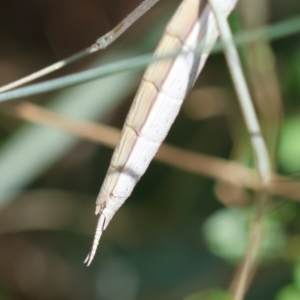 Mantidae (family) adult or nymph at Red Hill to Yarralumla Creek - 11 Jan 2024