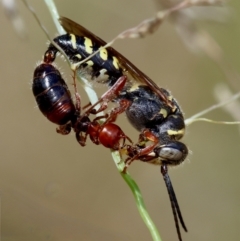 Tiphiidae (family) (Unidentified Smooth flower wasp) at Hughes, ACT - 11 Jan 2024 by LisaH