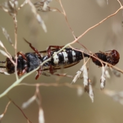 Tiphiidae (family) at Red Hill to Yarralumla Creek - 11 Jan 2024 01:33 PM