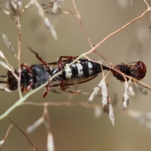 Tiphiidae (family) at Red Hill to Yarralumla Creek - 11 Jan 2024