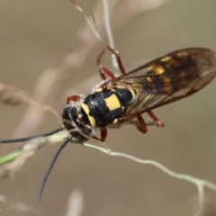 Tiphiidae (family) at Red Hill to Yarralumla Creek - 11 Jan 2024 01:33 PM