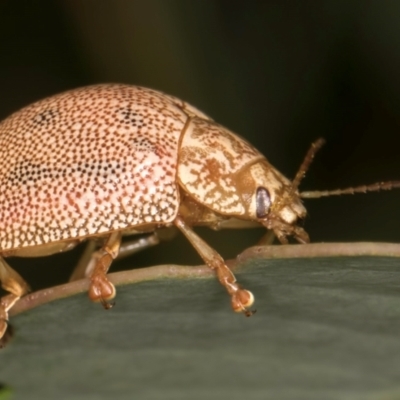 Paropsis atomaria (Eucalyptus leaf beetle) at Evatt, ACT - 9 Jan 2024 by kasiaaus