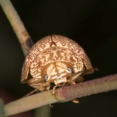 Paropsis atomaria at Evatt, ACT - 9 Jan 2024 12:26 PM