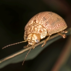 Paropsis atomaria at Evatt, ACT - 9 Jan 2024 12:26 PM