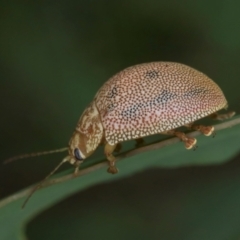 Paropsis atomaria at Evatt, ACT - 9 Jan 2024 12:26 PM