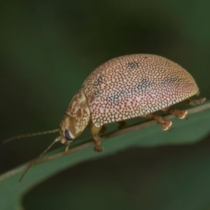 Paropsis atomaria at Evatt, ACT - 9 Jan 2024