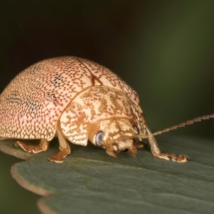 Paropsis atomaria at Evatt, ACT - 9 Jan 2024 12:26 PM