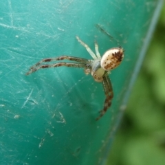 Australomisidia sp. (genus) (Flower spider) at Charleys Forest, NSW - 11 Jan 2024 by arjay