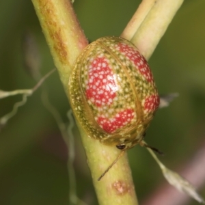 Paropsisterna fastidiosa at Evatt, ACT - 9 Jan 2024