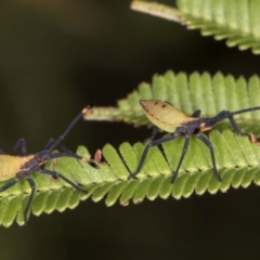 Amorbus obscuricornis at Evatt, ACT - 9 Jan 2024 12:35 PM