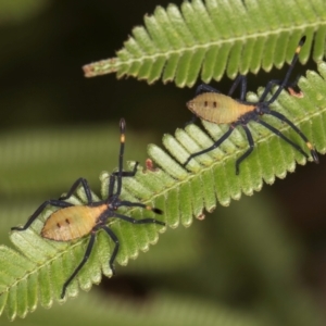 Amorbus obscuricornis at Evatt, ACT - 9 Jan 2024