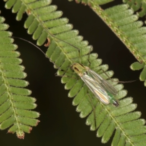 Chironomidae (family) at Evatt, ACT - 9 Jan 2024