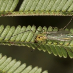 Chironomidae (family) at Evatt, ACT - 9 Jan 2024