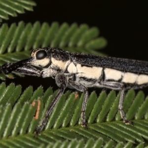 Rhinotia sp. (genus) at Evatt, ACT - 9 Jan 2024