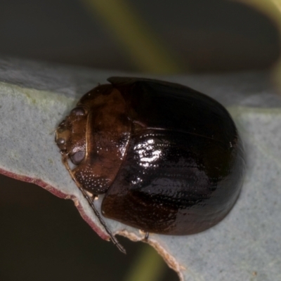 Paropsisterna cloelia (Eucalyptus variegated beetle) at Evatt, ACT - 9 Jan 2024 by kasiaaus