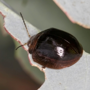 Paropsisterna cloelia at Evatt, ACT - 9 Jan 2024 12:38 PM