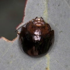 Paropsisterna cloelia at Evatt, ACT - 9 Jan 2024