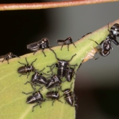 Eurymeloides sp. (genus) at Evatt, ACT - 9 Jan 2024