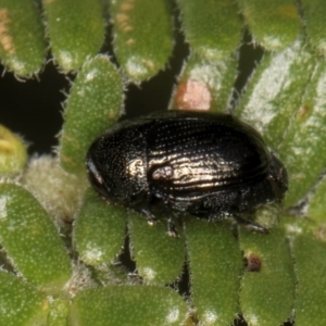 Ditropidus sp. (genus) at Evatt, ACT - 9 Jan 2024