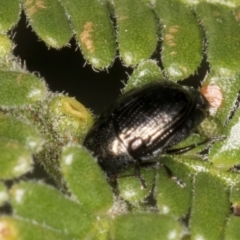 Ditropidus sp. (genus) at Evatt, ACT - 9 Jan 2024