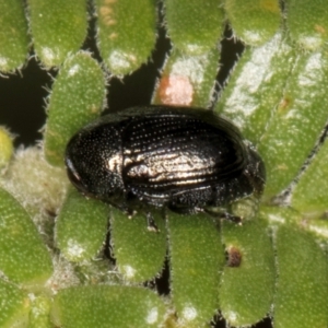 Ditropidus sp. (genus) at Evatt, ACT - 9 Jan 2024