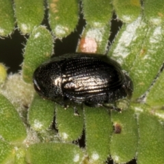 Ditropidus sp. (genus) at Evatt, ACT - 9 Jan 2024