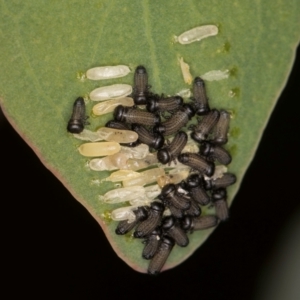 Paropsisterna cloelia at Evatt, ACT - 9 Jan 2024