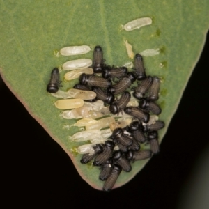 Paropsisterna cloelia at Evatt, ACT - 9 Jan 2024 12:41 PM